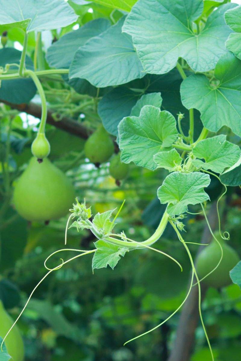 Grünraum Gartenpflege GmbH 8